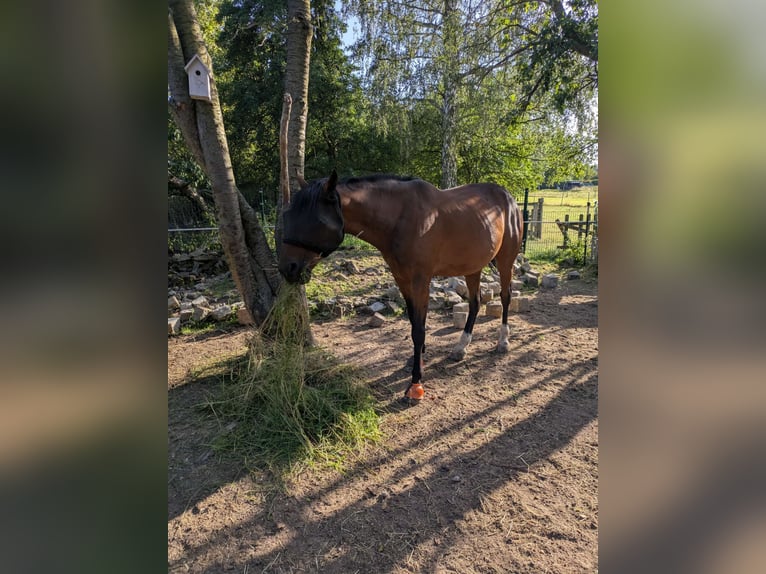 Zweeds warmbloed Ruin 11 Jaar 162 cm Bruin in Waltershausen