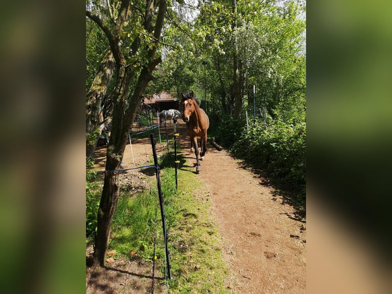 Zweeds warmbloed Ruin 11 Jaar 162 cm Bruin in Waltershausen