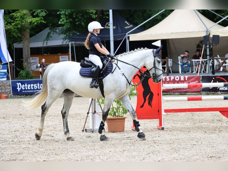 Zweeds warmbloed Ruin 12 Jaar 167 cm Schimmel in OhlsbachGengenbach