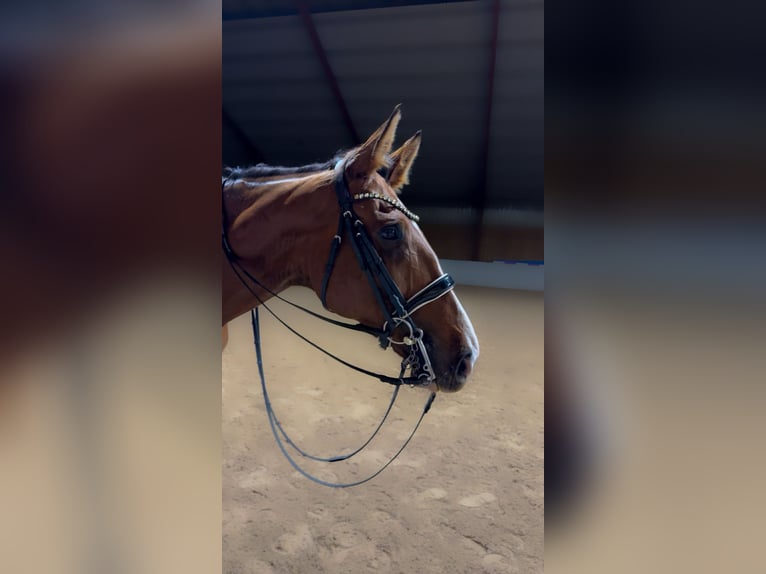 Zweeds warmbloed Mix Ruin 13 Jaar 185 cm Roodbruin in Örkelljunga