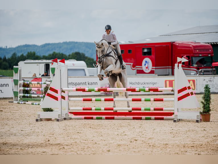 Zweeds warmbloed Ruin 14 Jaar 185 cm Schimmel in Simmershofen