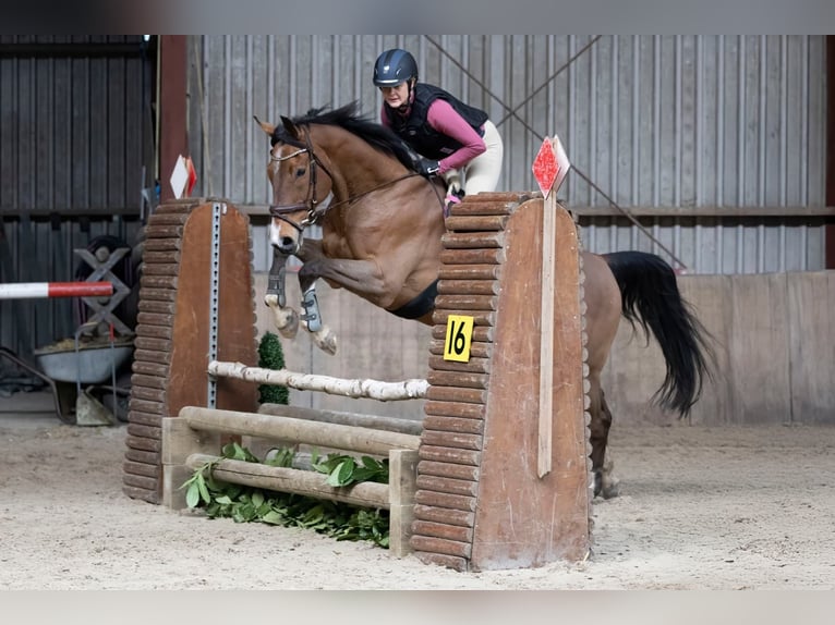 Zweeds warmbloed Ruin 15 Jaar 160 cm Bruin in Voorschoten