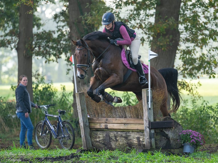 Zweeds warmbloed Ruin 15 Jaar 160 cm Bruin in Voorschoten