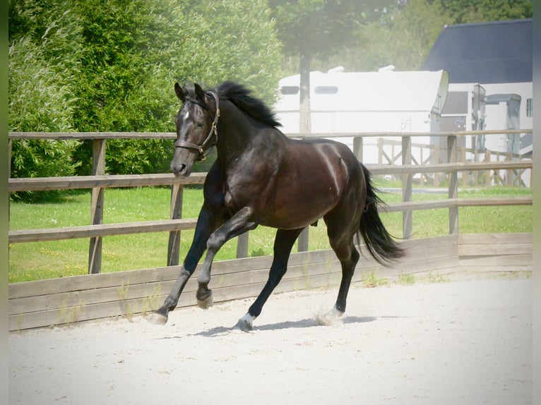 Zweeds warmbloed Ruin 3 Jaar 174 cm Zwart in Stockholm