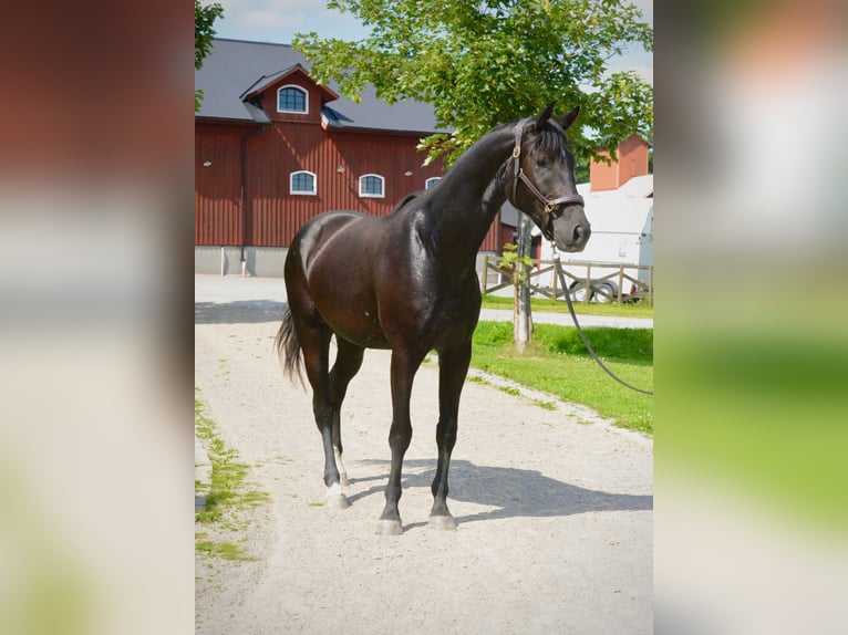 Zweeds warmbloed Ruin 3 Jaar 174 cm Zwart in Stockholm