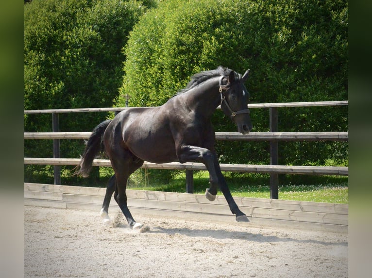 Zweeds warmbloed Ruin 3 Jaar 174 cm Zwart in Stockholm