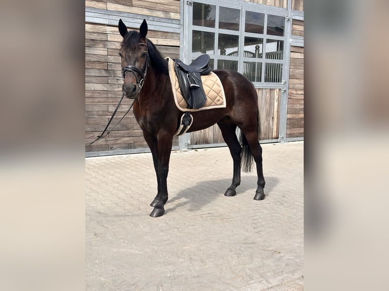 Zweeds warmbloed Mix Ruin 4 Jaar 160 cm Donkerbruin in Leipzig