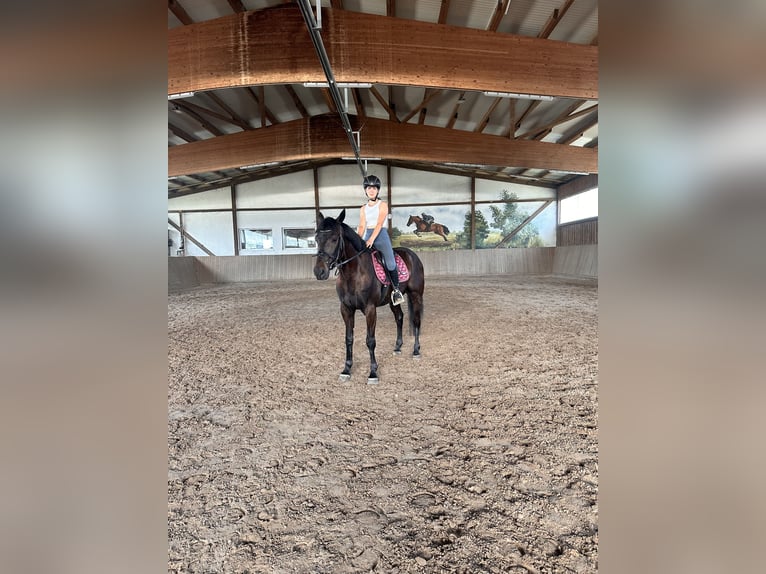 Zweeds warmbloed Mix Ruin 4 Jaar 160 cm Donkerbruin in Leipzig