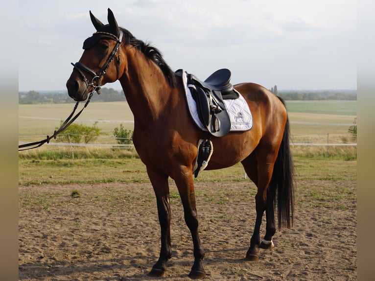 Zweeds warmbloed Mix Ruin 4 Jaar 162 cm Bruin in Leipzig