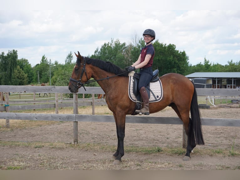 Zweeds warmbloed Mix Ruin 4 Jaar 162 cm Bruin in Leipzig