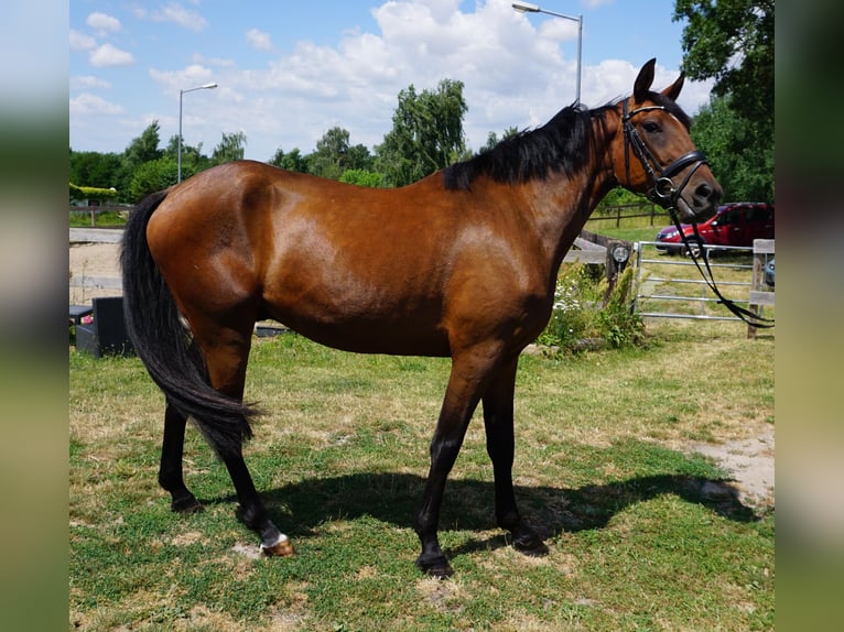 Zweeds warmbloed Mix Ruin 4 Jaar 162 cm Bruin in Leipzig