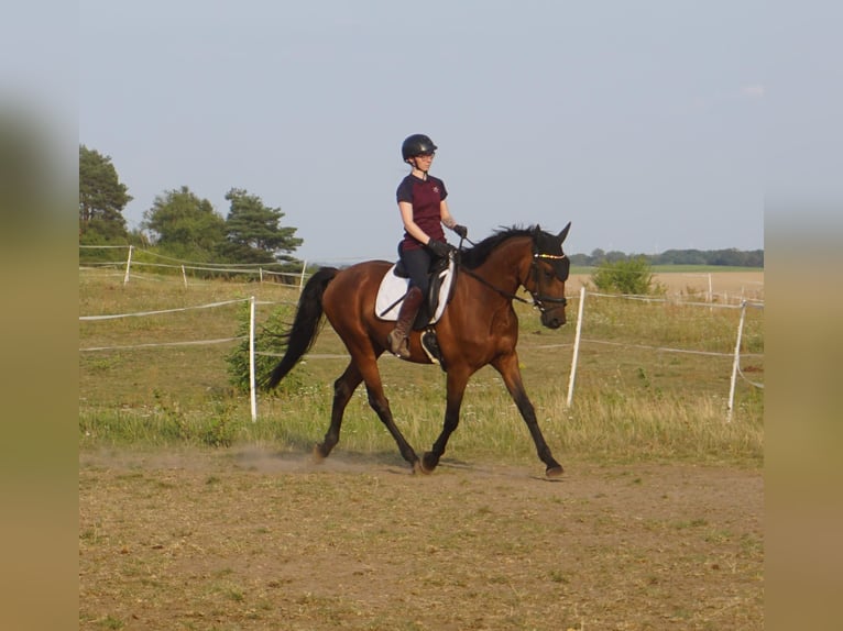 Zweeds warmbloed Mix Ruin 4 Jaar 162 cm Bruin in Leipzig