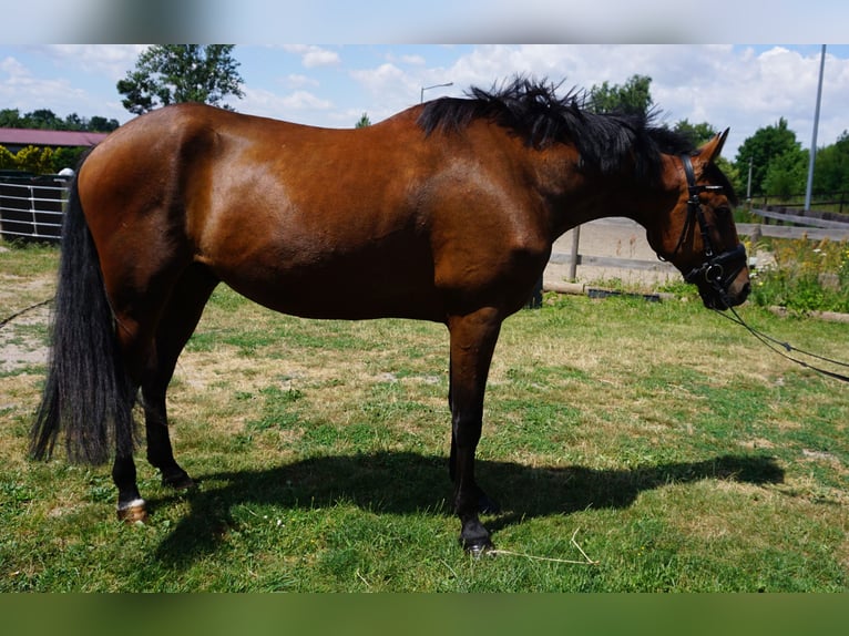 Zweeds warmbloed Mix Ruin 4 Jaar 162 cm Bruin in Leipzig