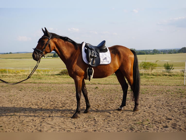 Zweeds warmbloed Mix Ruin 4 Jaar 162 cm Bruin in Leipzig