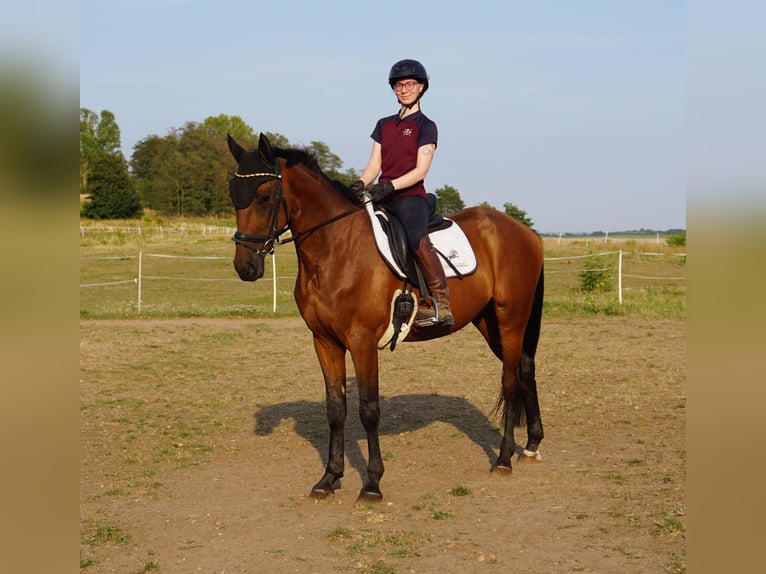 Zweeds warmbloed Mix Ruin 4 Jaar 162 cm Bruin in Leipzig