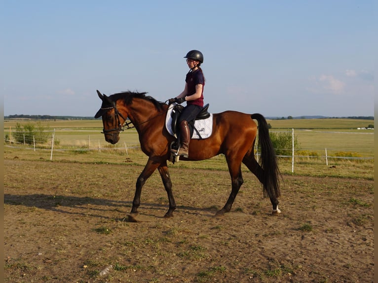 Zweeds warmbloed Mix Ruin 4 Jaar 162 cm Bruin in Leipzig