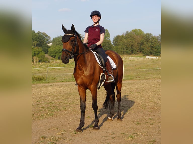 Zweeds warmbloed Mix Ruin 4 Jaar 162 cm Bruin in Leipzig