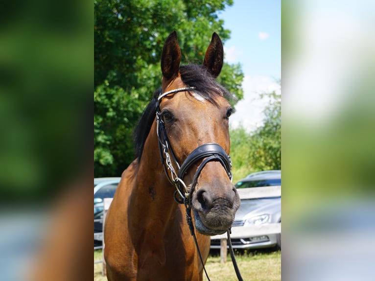 Zweeds warmbloed Mix Ruin 4 Jaar 162 cm Bruin in Leipzig