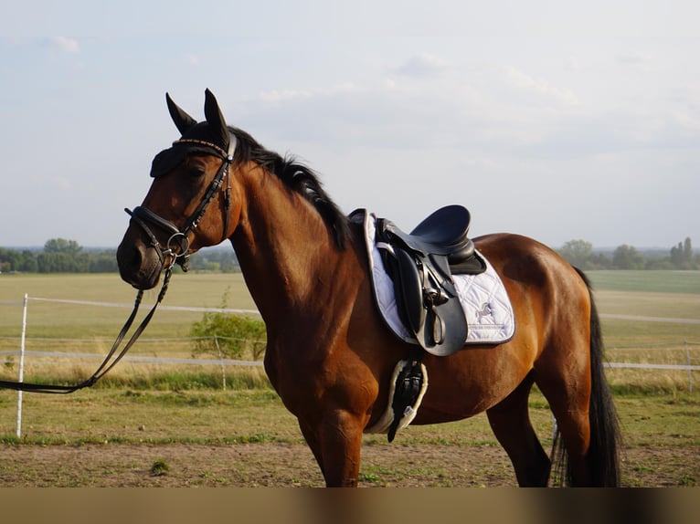 Zweeds warmbloed Mix Ruin 4 Jaar 162 cm Bruin in Leipzig