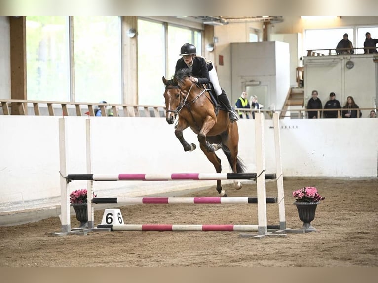 Zweeds warmbloed Ruin 4 Jaar 164 cm Bruin in Stockholm