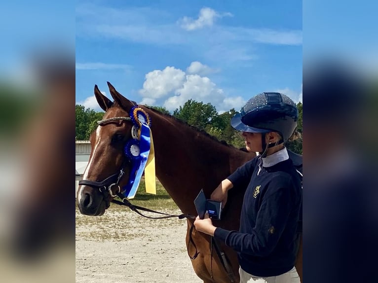 Zweeds warmbloed Ruin 4 Jaar 164 cm Bruin in Stockholm