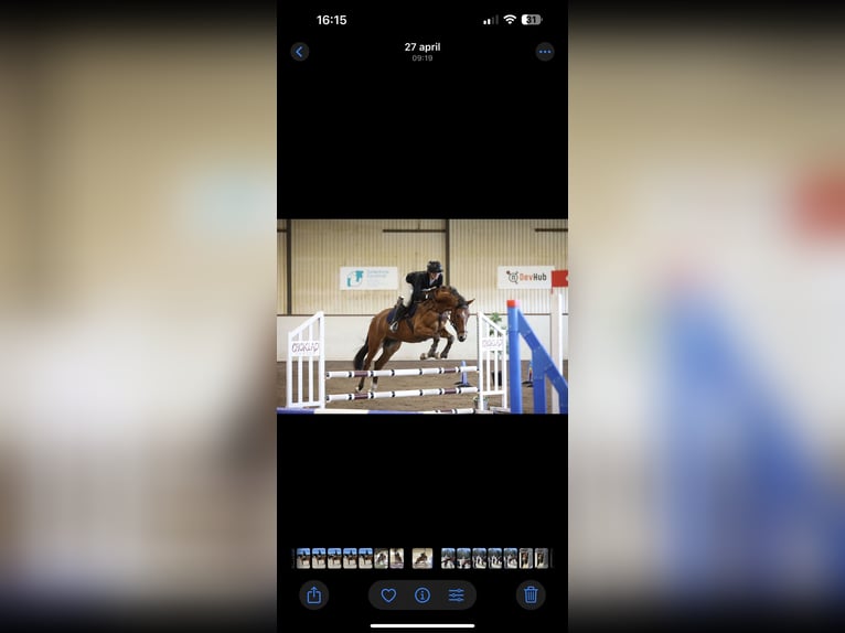 Zweeds warmbloed Ruin 4 Jaar 164 cm Bruin in Stockholm