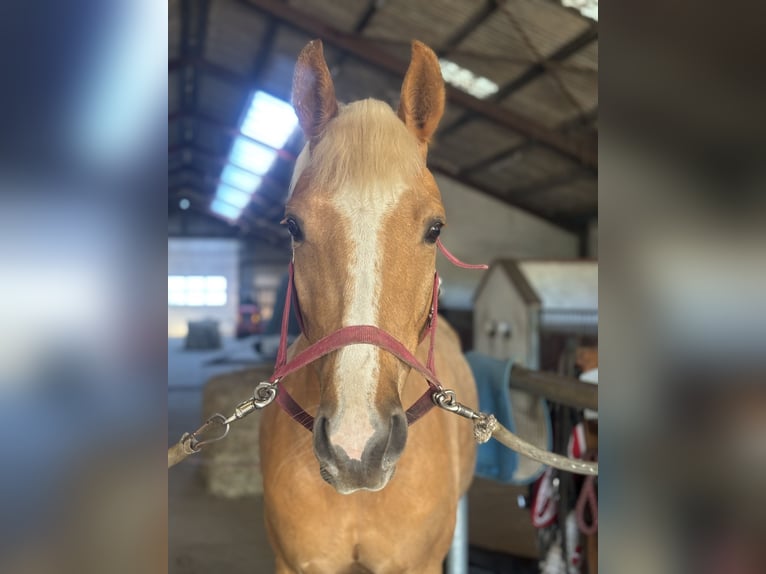Zweeds warmbloed Ruin 4 Jaar 166 cm Palomino in Aars
