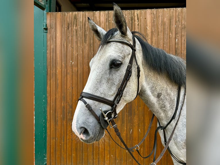 Zweeds warmbloed Ruin 4 Jaar 169 cm Schimmel in Thomasburg