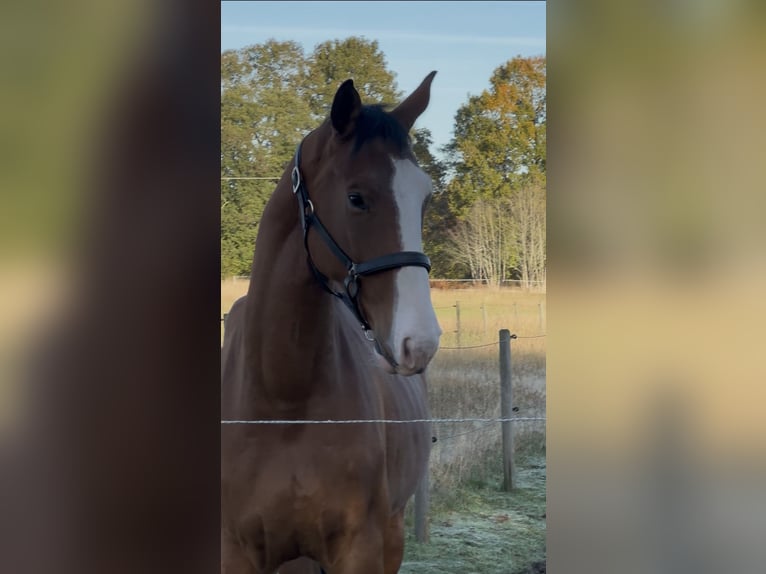 Zweeds warmbloed Ruin 4 Jaar 174 cm Roodbruin in Tornahällestad