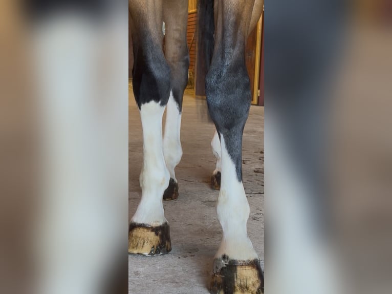 Zweeds warmbloed Ruin 4 Jaar 174 cm Roodbruin in Tornahällestad