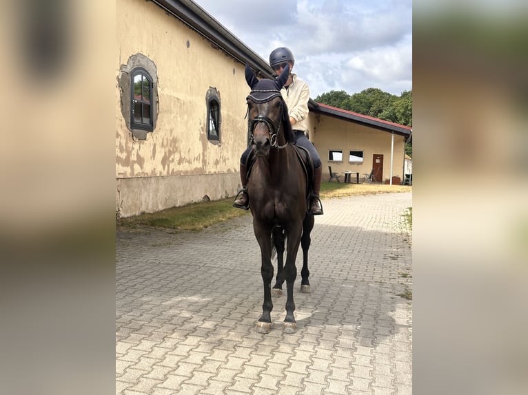 Zweeds warmbloed Mix Ruin 5 Jaar 160 cm Donkerbruin in Leipzig