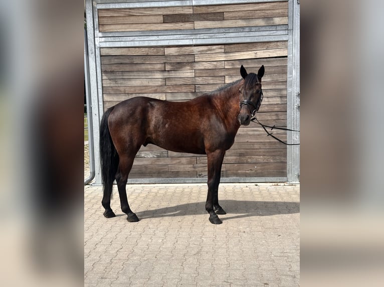 Zweeds warmbloed Mix Ruin 5 Jaar 160 cm Donkerbruin in Leipzig