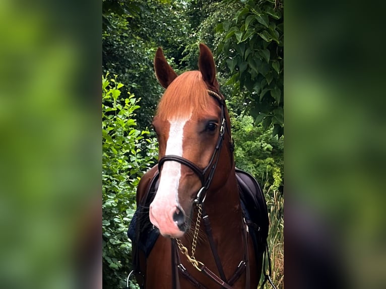 Zweeds warmbloed Ruin 5 Jaar 160 cm Vos in Saxtorp