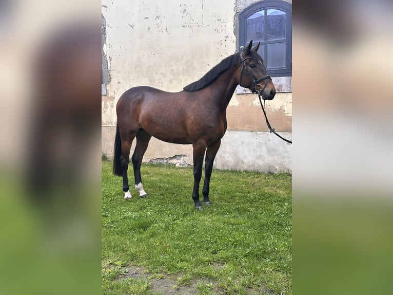 Zweeds warmbloed Mix Ruin 5 Jaar 162 cm Bruin in Leipzig