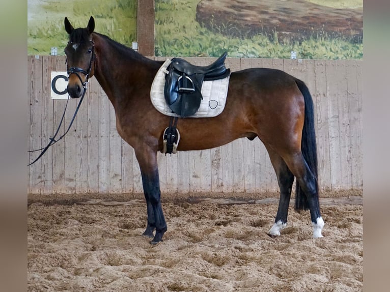 Zweeds warmbloed Mix Ruin 5 Jaar 162 cm Bruin in Leipzig