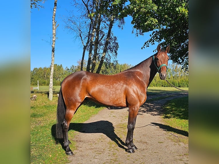 Zweeds warmbloed Mix Ruin 5 Jaar 162 cm Donkerbruin in Leipzig