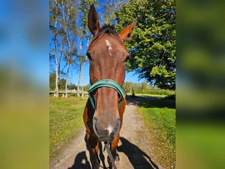 Zweeds warmbloed Mix Ruin 5 Jaar 162 cm Donkerbruin in Leipzig