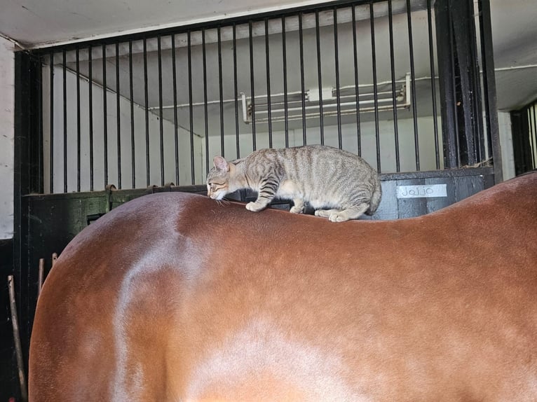 Zweeds warmbloed Mix Ruin 5 Jaar 162 cm Donkerbruin in Leipzig