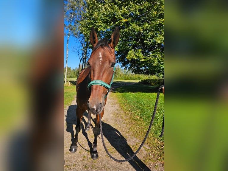 Zweeds warmbloed Mix Ruin 5 Jaar 162 cm Donkerbruin in Leipzig