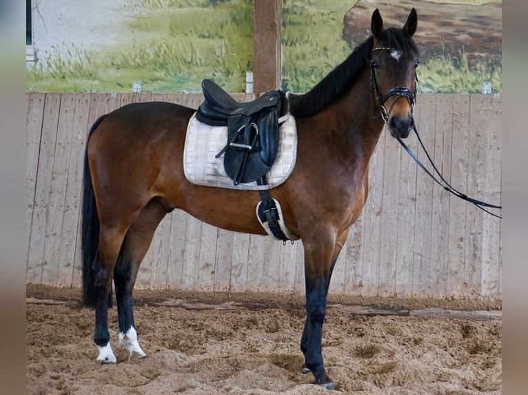 Zweeds warmbloed Mix Ruin 5 Jaar 163 cm Bruin in Leipzig