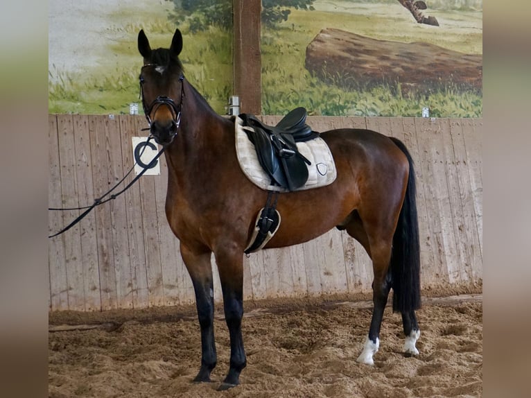 Zweeds warmbloed Mix Ruin 5 Jaar 163 cm Bruin in Leipzig