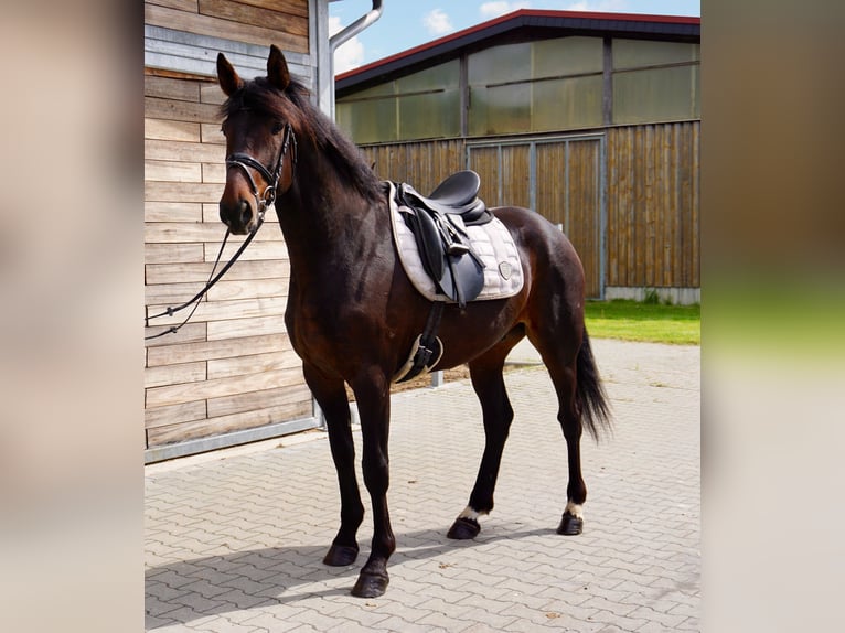 Zweeds warmbloed Mix Ruin 5 Jaar 166 cm Donkerbruin in Leipzig