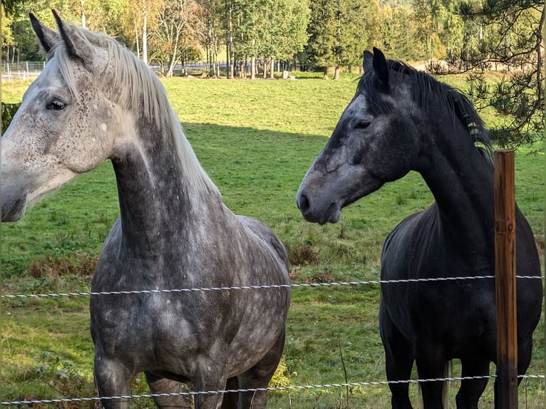 Zweeds warmbloed Ruin 5 Jaar 175 cm Schimmel in Karlstad