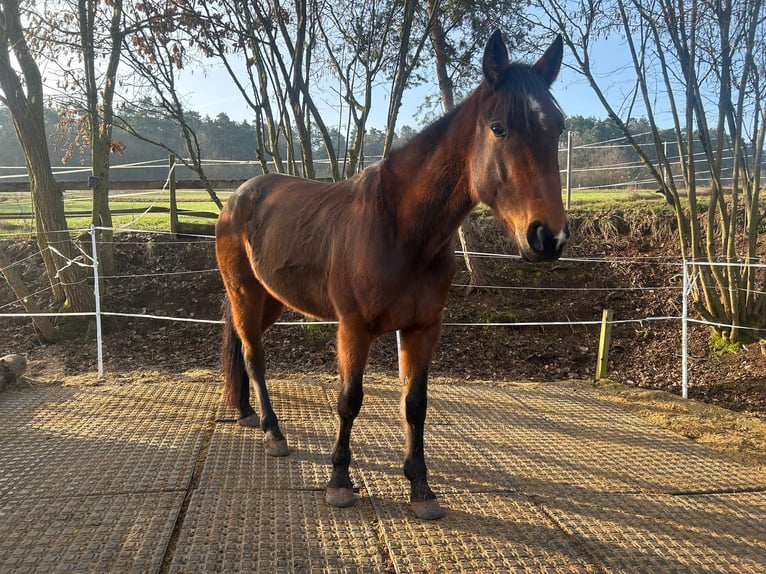 Zweeds warmbloed Ruin 6 Jaar 163 cm Bruin in Marburg