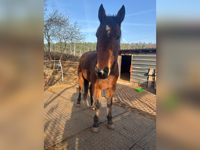 Zweeds warmbloed Ruin 6 Jaar 163 cm Bruin in Marburg