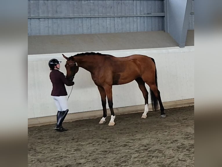 Zweeds warmbloed Ruin 6 Jaar 173 cm Roodbruin in Garphyttan