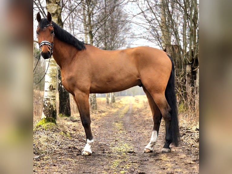 Zweeds warmbloed Ruin 6 Jaar 173 cm Roodbruin in Garphyttan