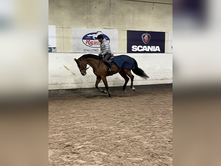 Zweeds warmbloed Ruin 6 Jaar 177 cm Bruin in Enköping