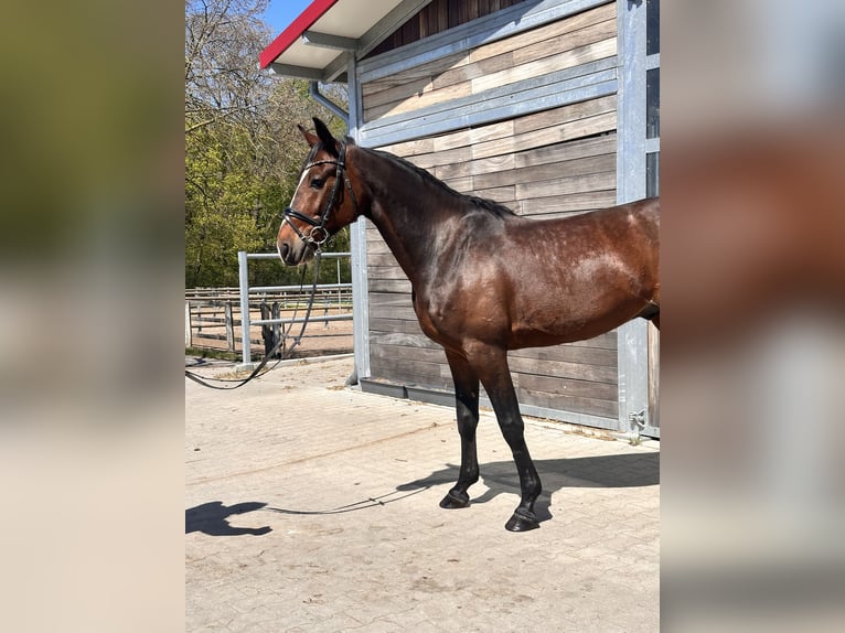 Zweeds warmbloed Mix Ruin 7 Jaar 164 cm Donkerbruin in Leipzig