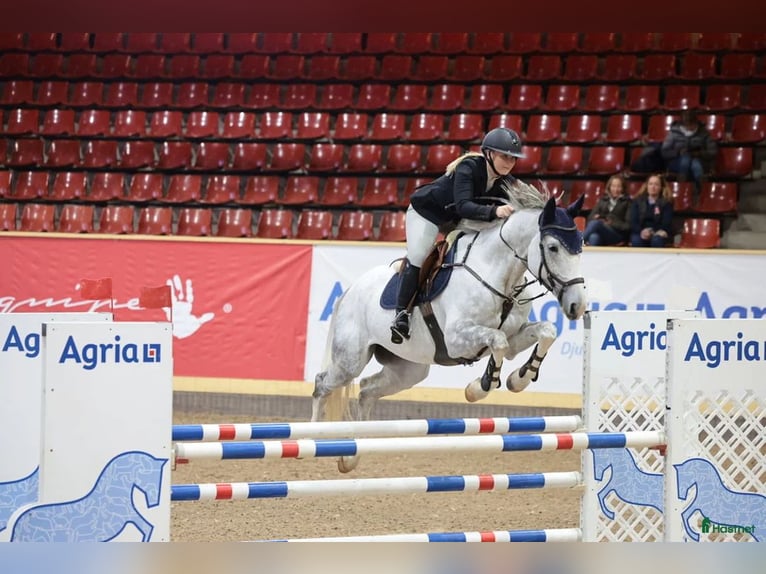 Zweeds warmbloed Ruin 7 Jaar 167 cm Wit in Strömsnäsbruk